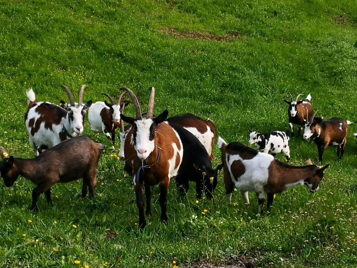 Wieserhof Tirol Oetz Buitenkant foto