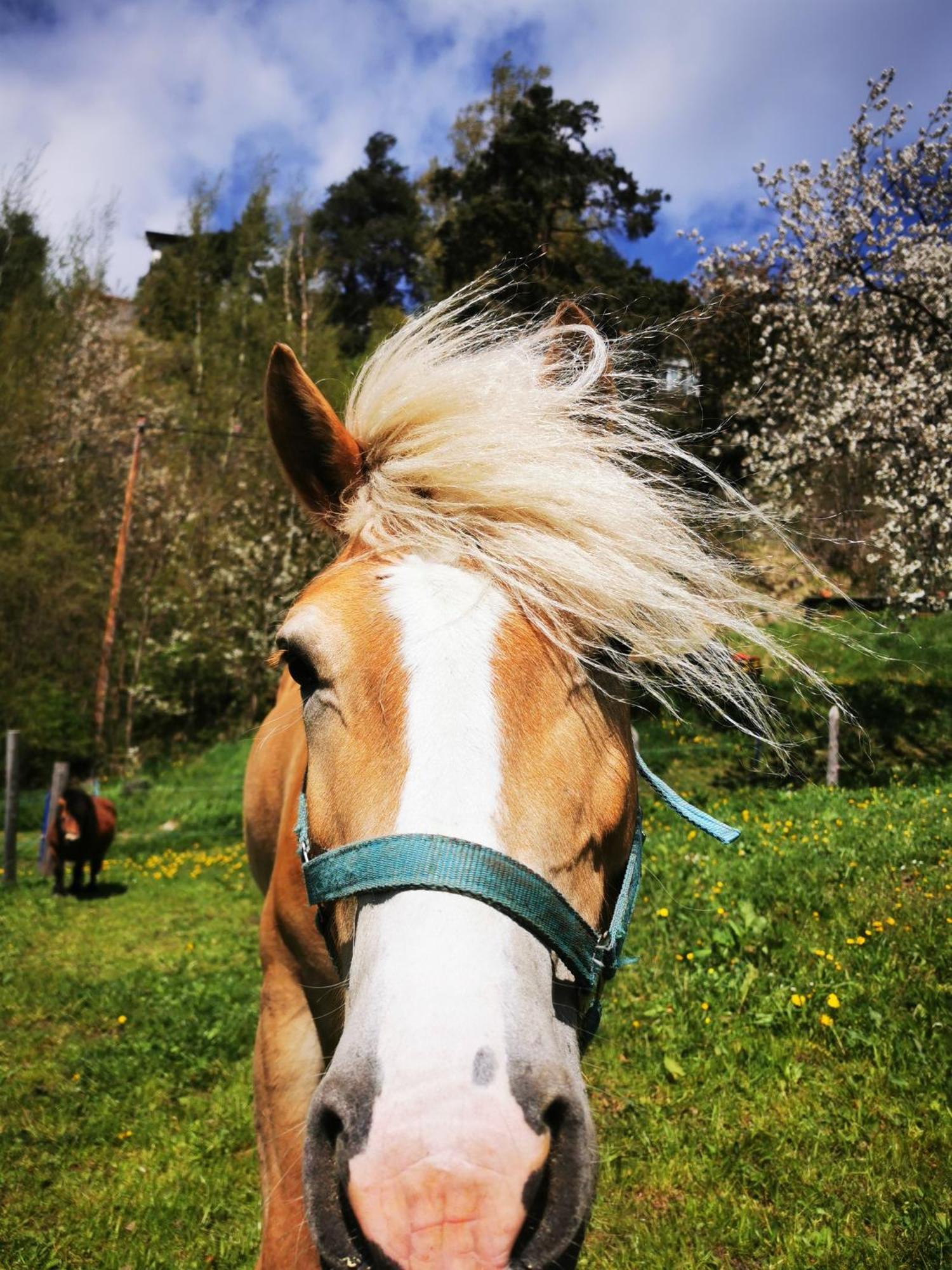 Wieserhof Tirol Oetz Buitenkant foto